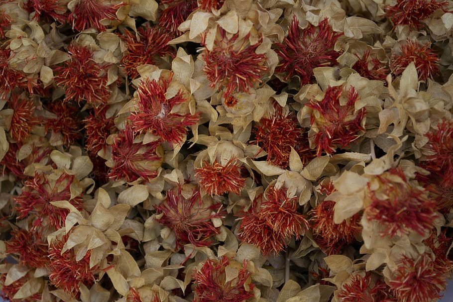 flowers, red, white, decorative, macro, foliage, petal, backgrounds HD wallpaper
