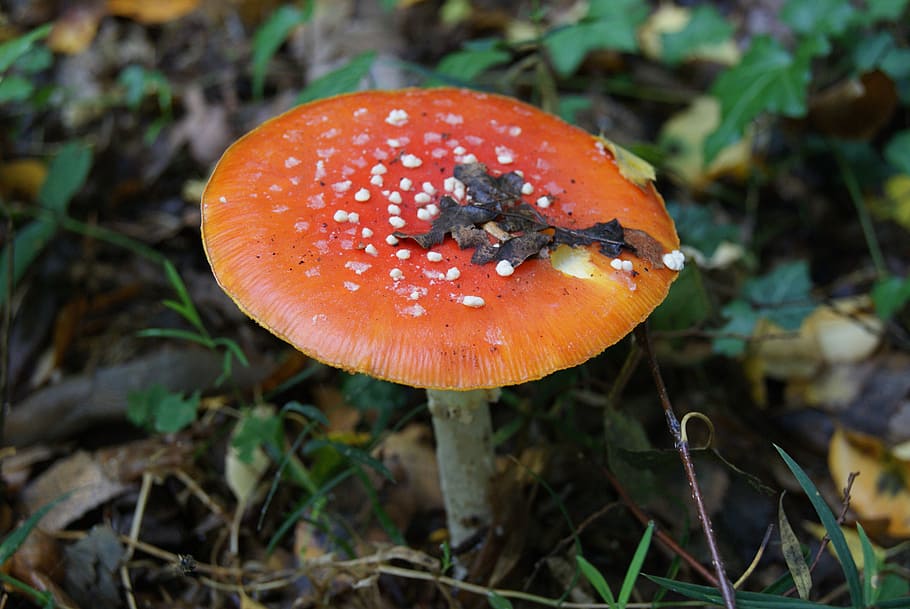 fly agaric, forest, toxic, lucky guy, mushroom, fungus, vegetable HD wallpaper