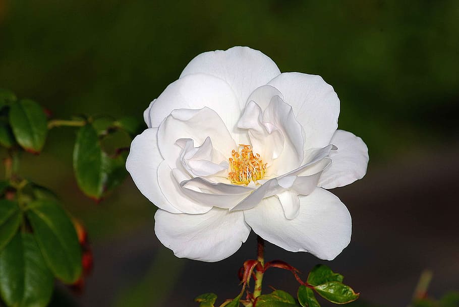 close-up photo of white rose flower, flora, nature, leaf, garden HD wallpaper