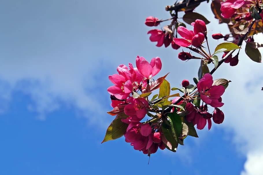 spring, cherry blossom, pink, sky, nature, branch, tree, flower HD wallpaper