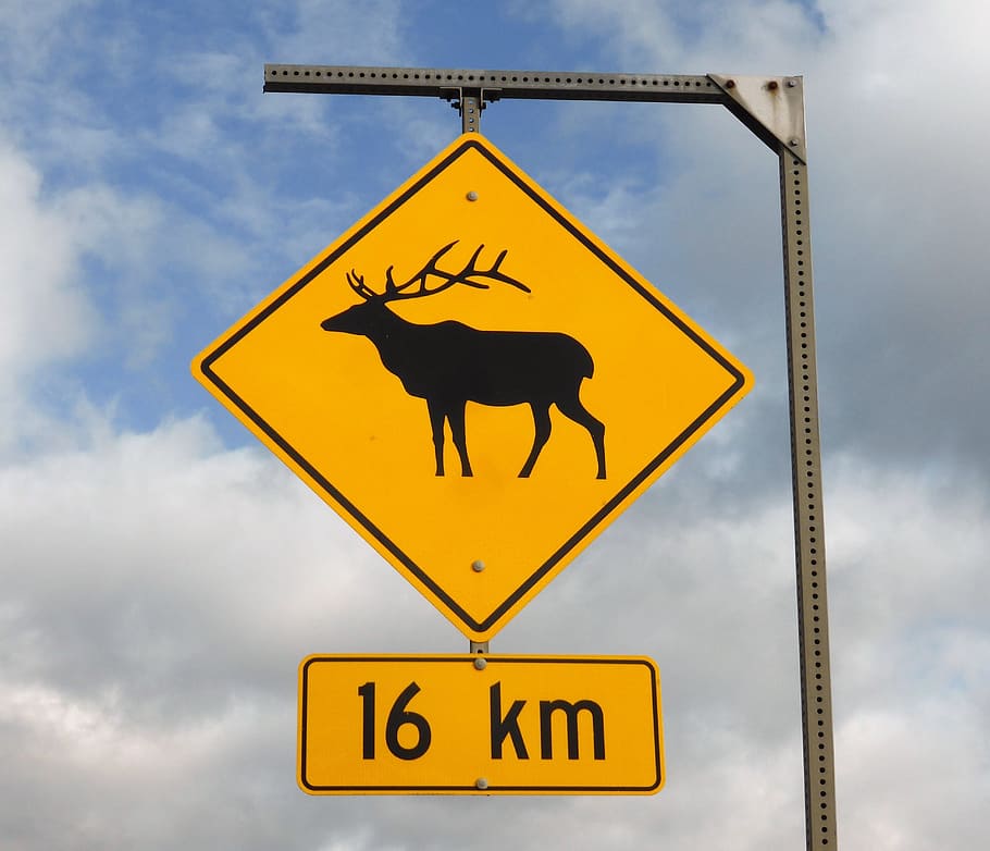 road sign, wild, warning, slower, traversing wild, deer, antlers, HD wallpaper