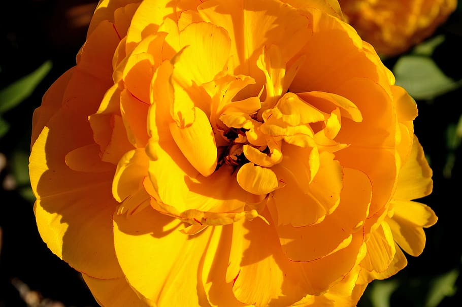 tulip, yellow tumor, flower, spring, nature, flowers, bloom, HD wallpaper