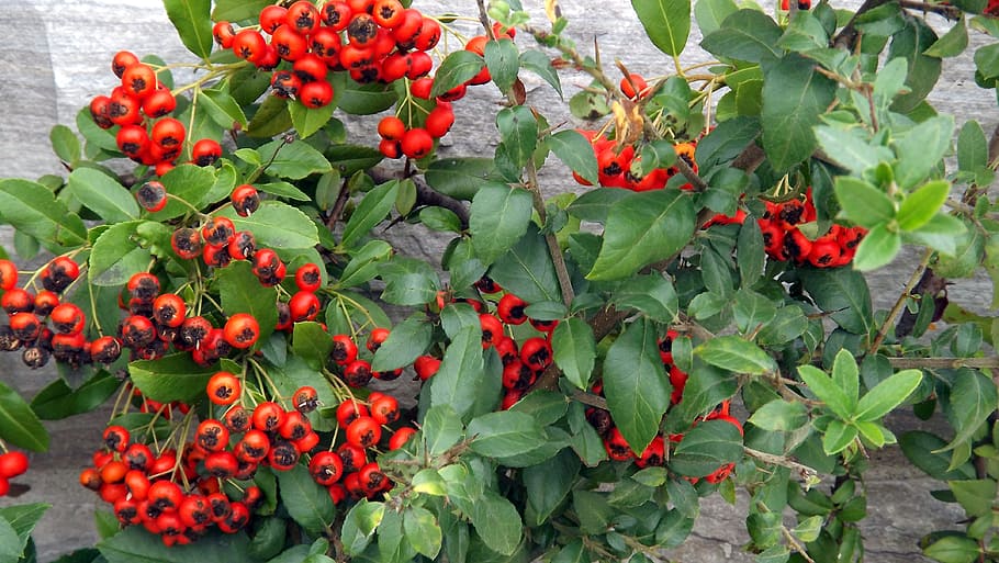 flora, cotoneaster, red, fruit, summer, nature, closeup, plant HD wallpaper