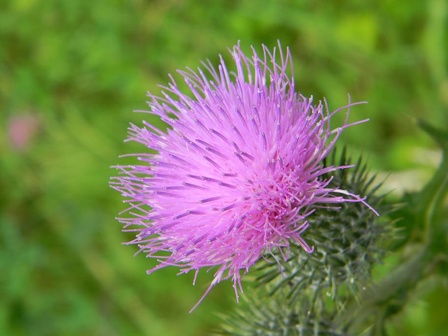 Thistle, Flower, Nature, purple, growth, plant, flowering plant HD wallpaper