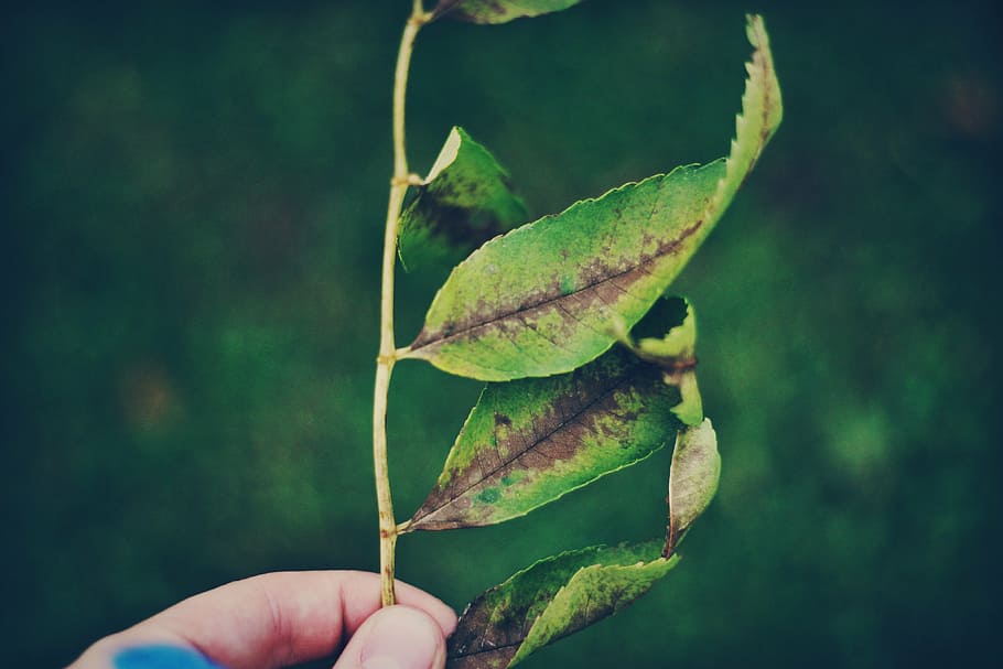 person holding green leafed plant, nature, blur, hand, human hand HD wallpaper