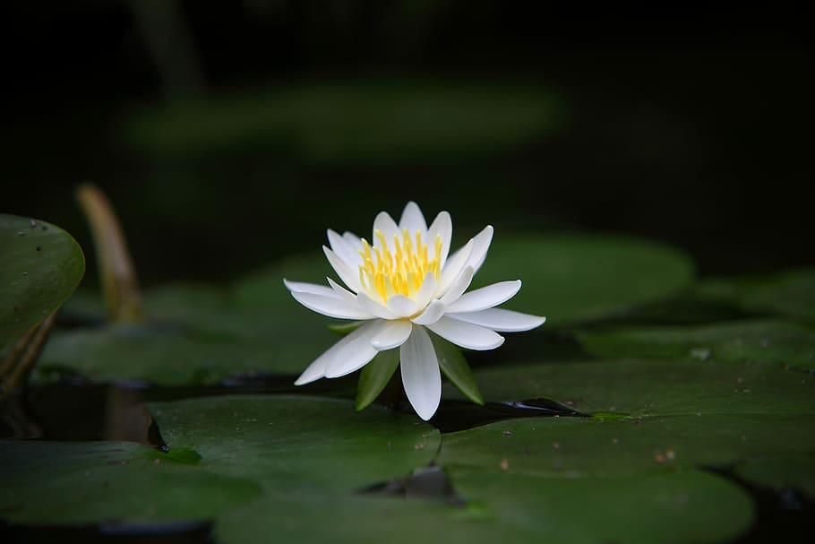 shallow focus photography of white and yellow waterlily flower HD wallpaper
