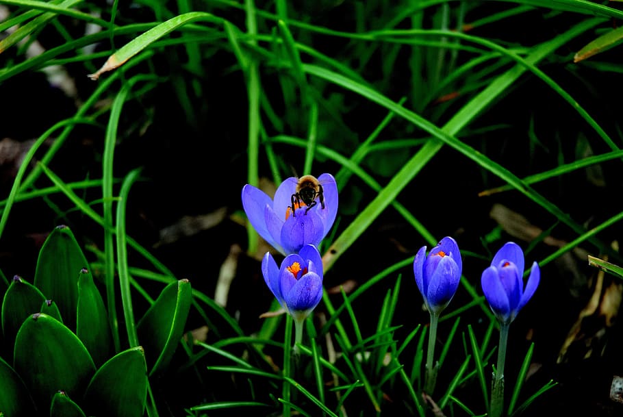bee, crocus, blossom, bloom, blue, pollination, close, insect HD wallpaper