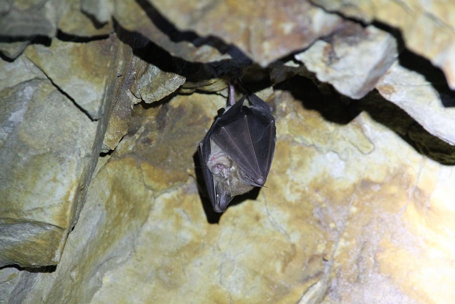 bat, cave, hanging, animal, nocturnal, animal themes, one animal HD wallpaper