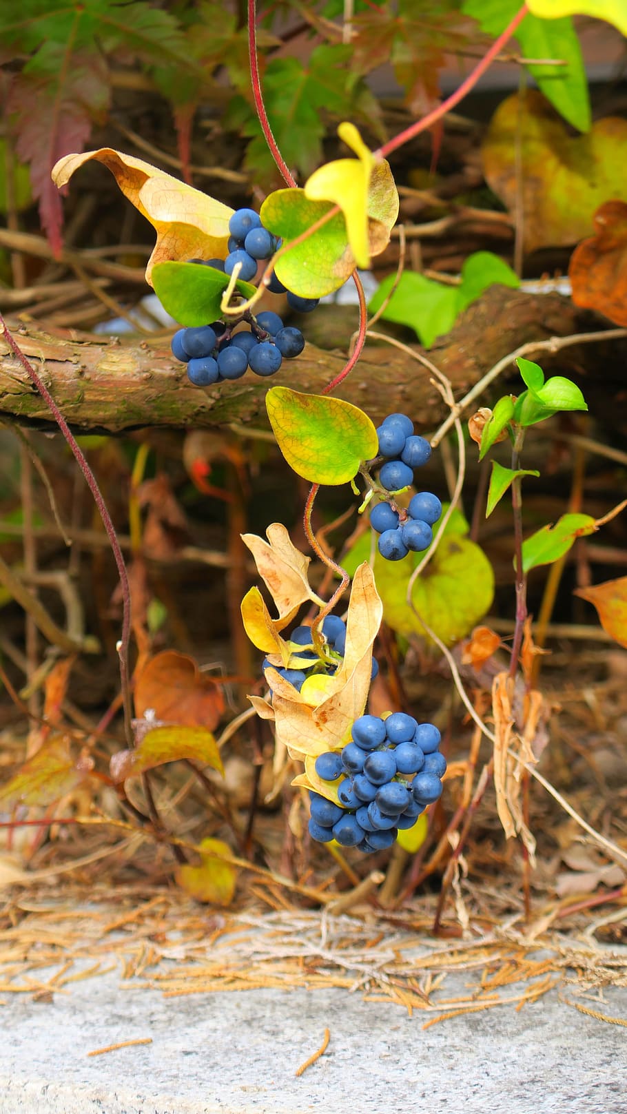 fruit, nature, leaf, food, outdoor, tree, plant, wood, branch HD wallpaper