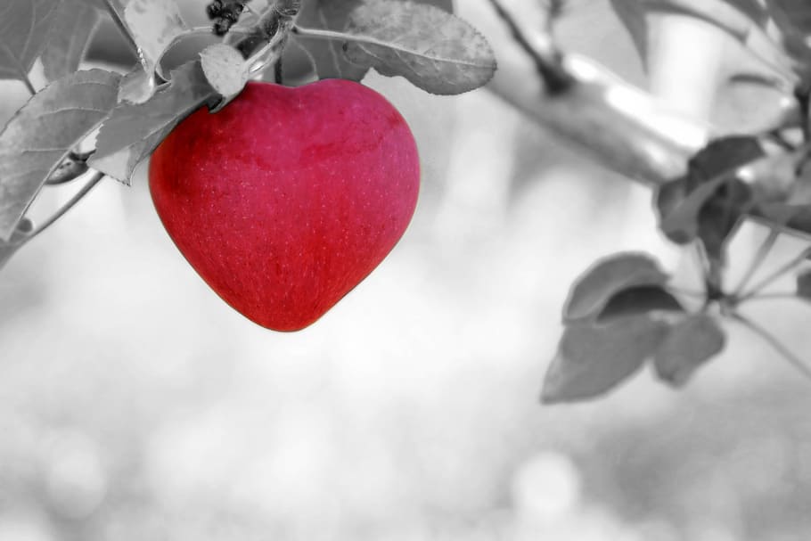 selective color of pink fruit, apple, love, heart, tree, red HD wallpaper