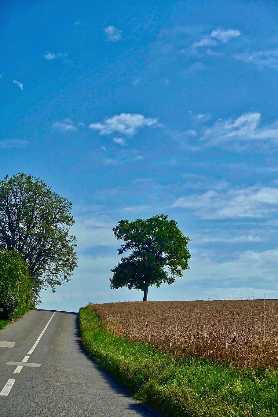 road, perspective, tree, crop, landscape, highway, asphalt HD wallpaper