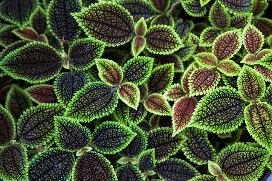 black-and-green leafed plants, texture, foliage, full frame HD wallpaper