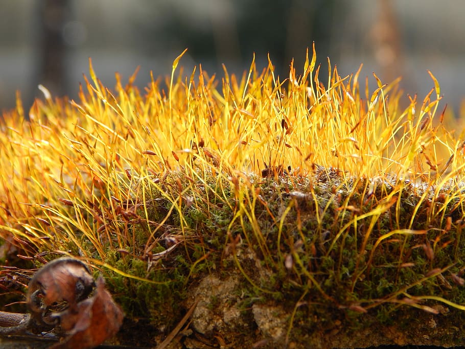 Moss, Forest, Nature, Macro, one animal, outdoors, day, focus on foreground HD wallpaper