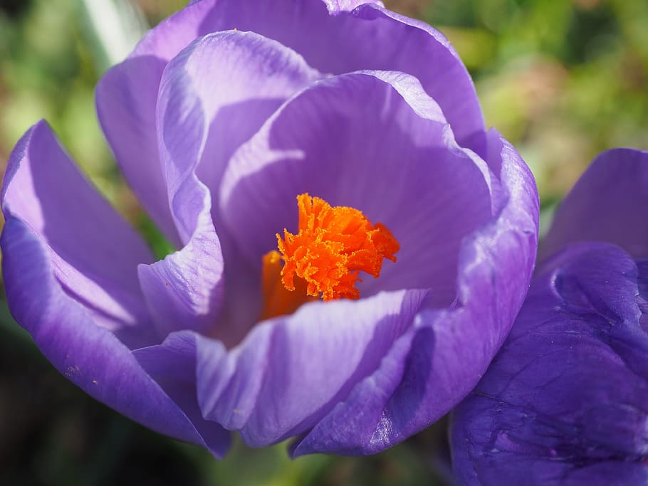 Crocus, Flower, Spring, Stamp, bühen, violet, purple, colorful HD wallpaper