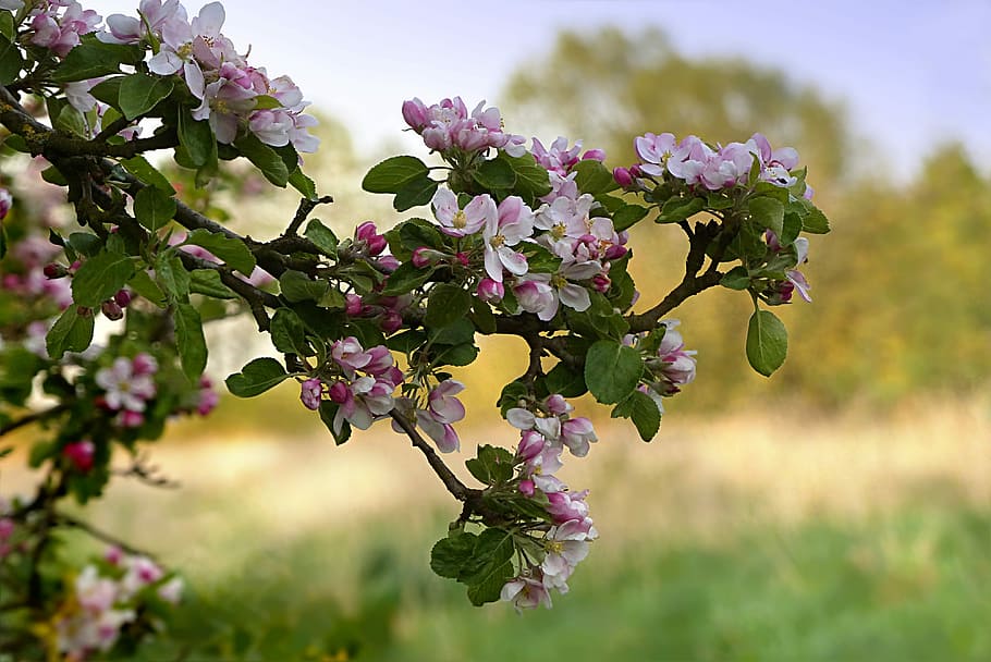 close-up photo of apple blossoms at daytime, nature, tree, apple tree HD wallpaper