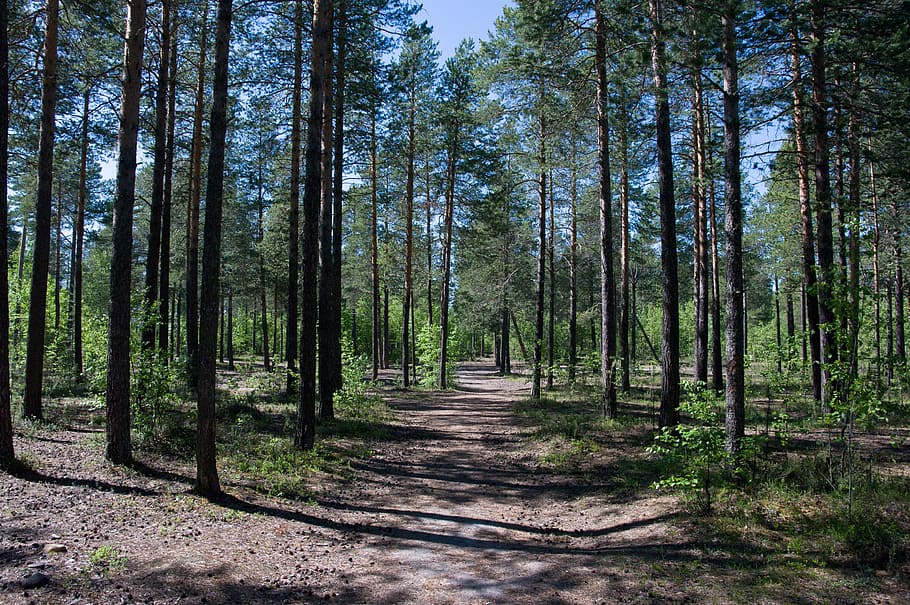 forest during daytime, sosnovyi bor, north, tree, land, plant, HD wallpaper