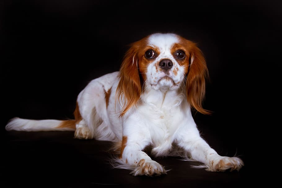 adult white and brown Cavalier King Charles Spaniel, dog, black, HD wallpaper