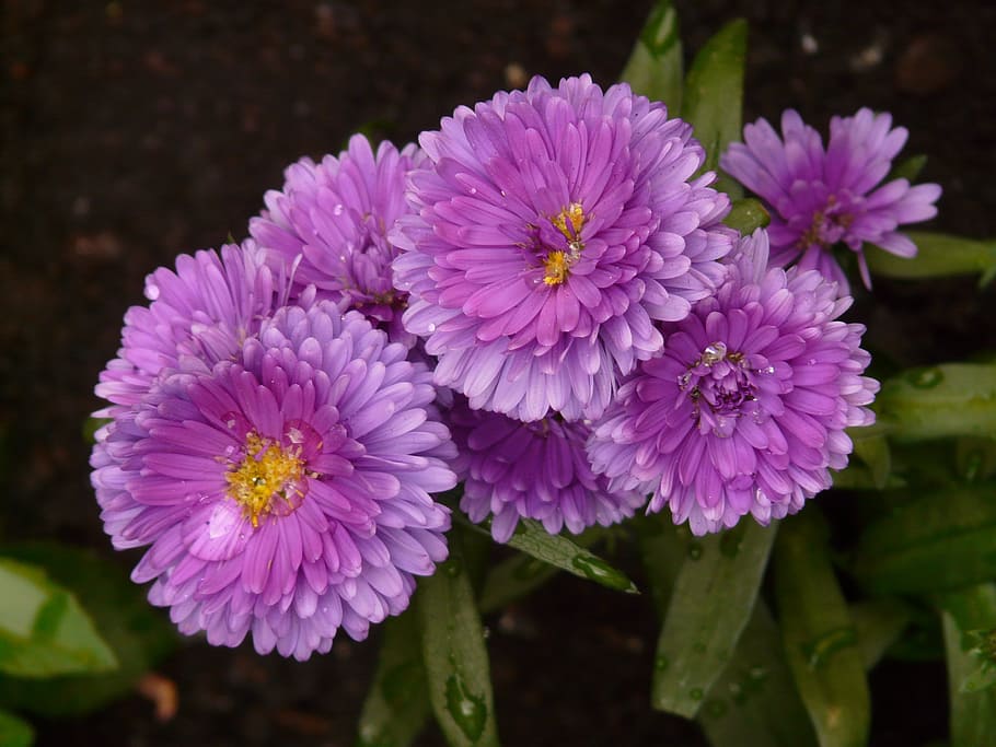 smooth leaf aster, garden aster, flower, plant, ornamental plant HD wallpaper