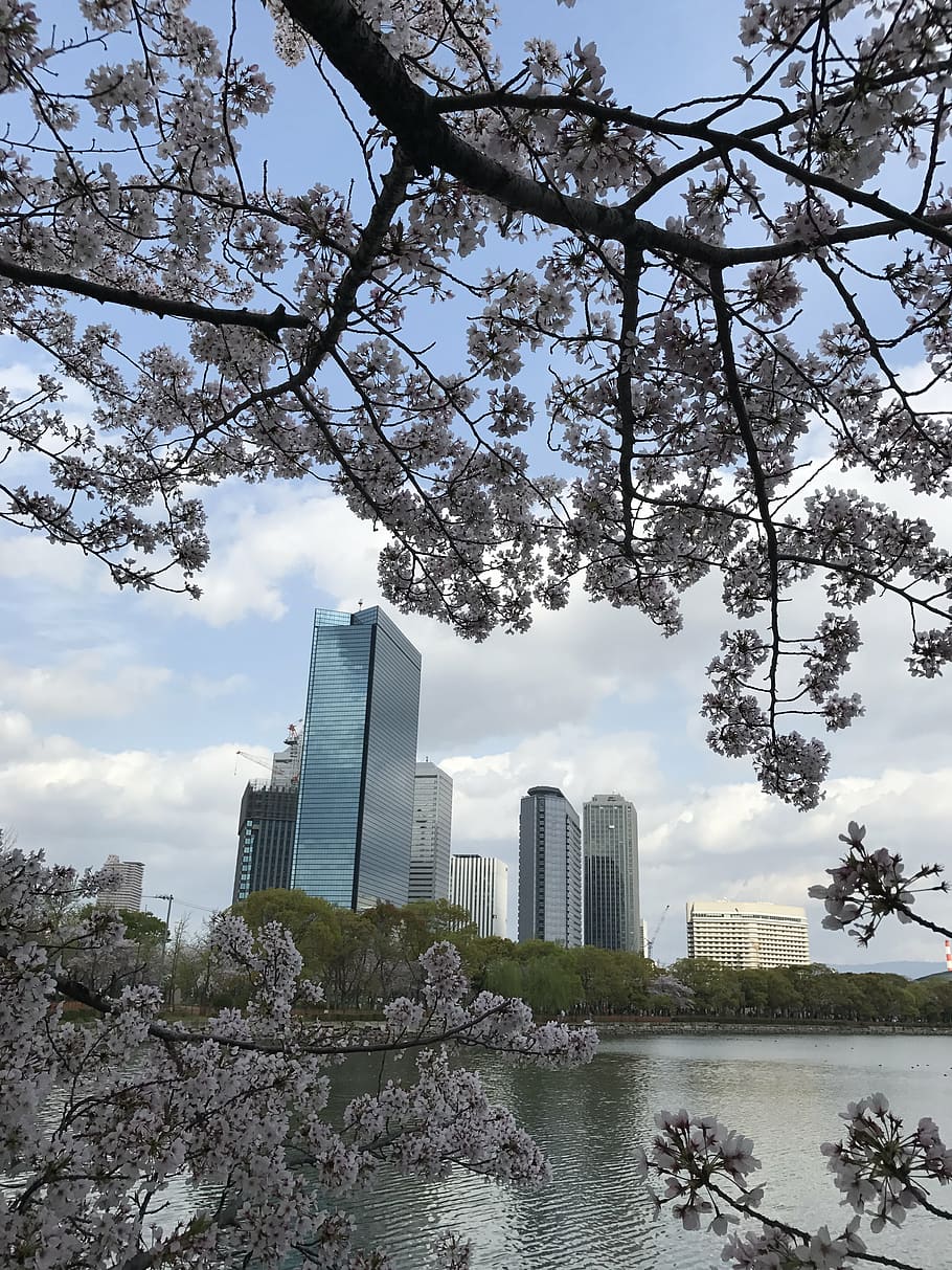 river, cherry, bill, architecture, built structure, building exterior HD wallpaper