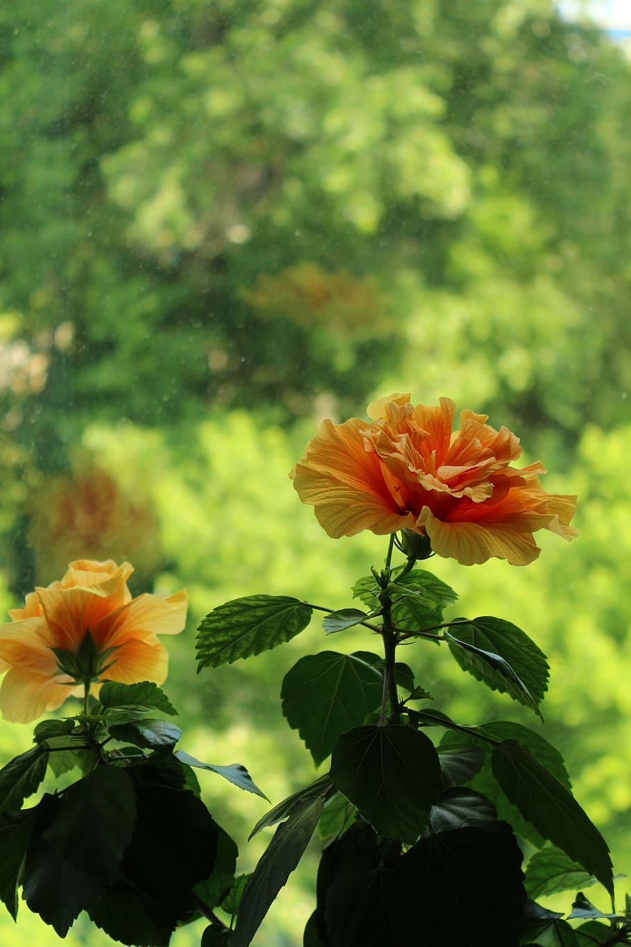 hibiscus, summer, bloom, flower, nature, vacation, sun, flowers HD wallpaper