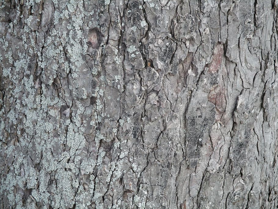 tree, bark, nature, backgrounds, full frame, textured, no people HD wallpaper