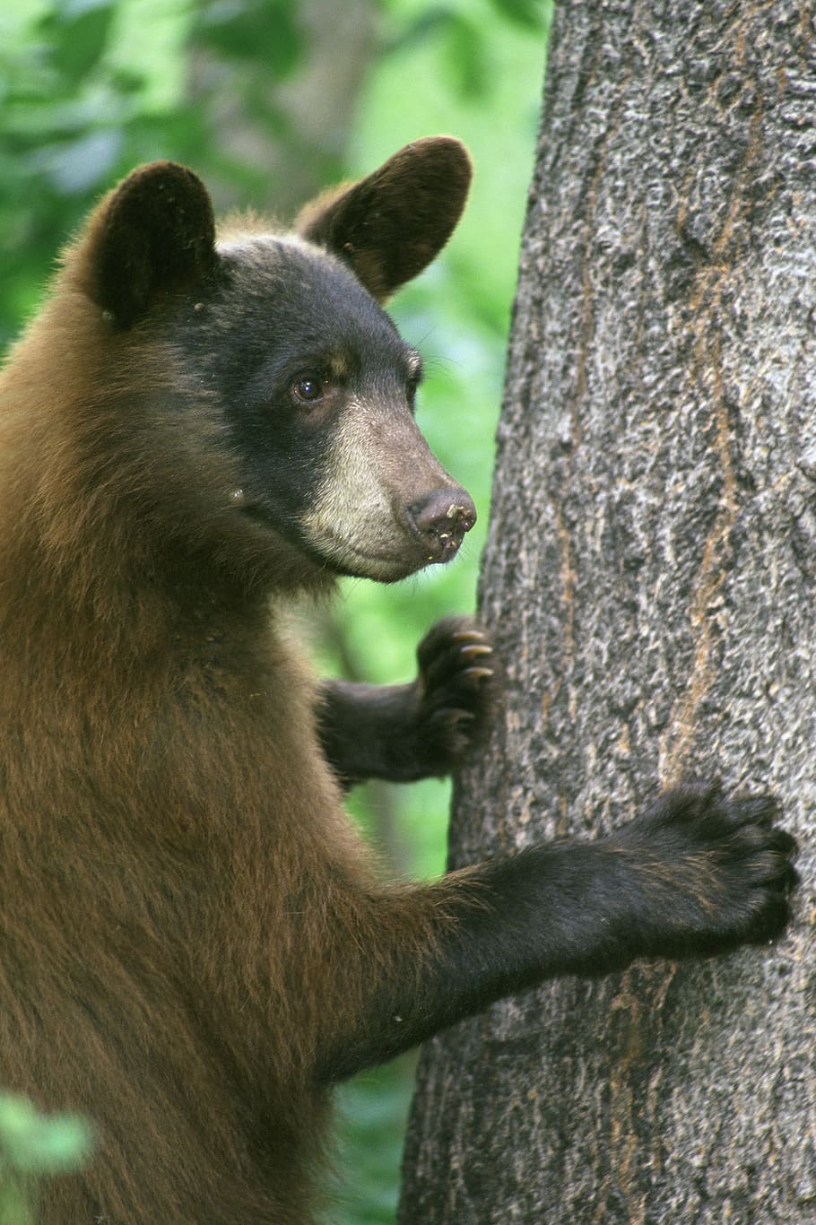 brown and black bear standing near tree, animal, nature, outside HD wallpaper