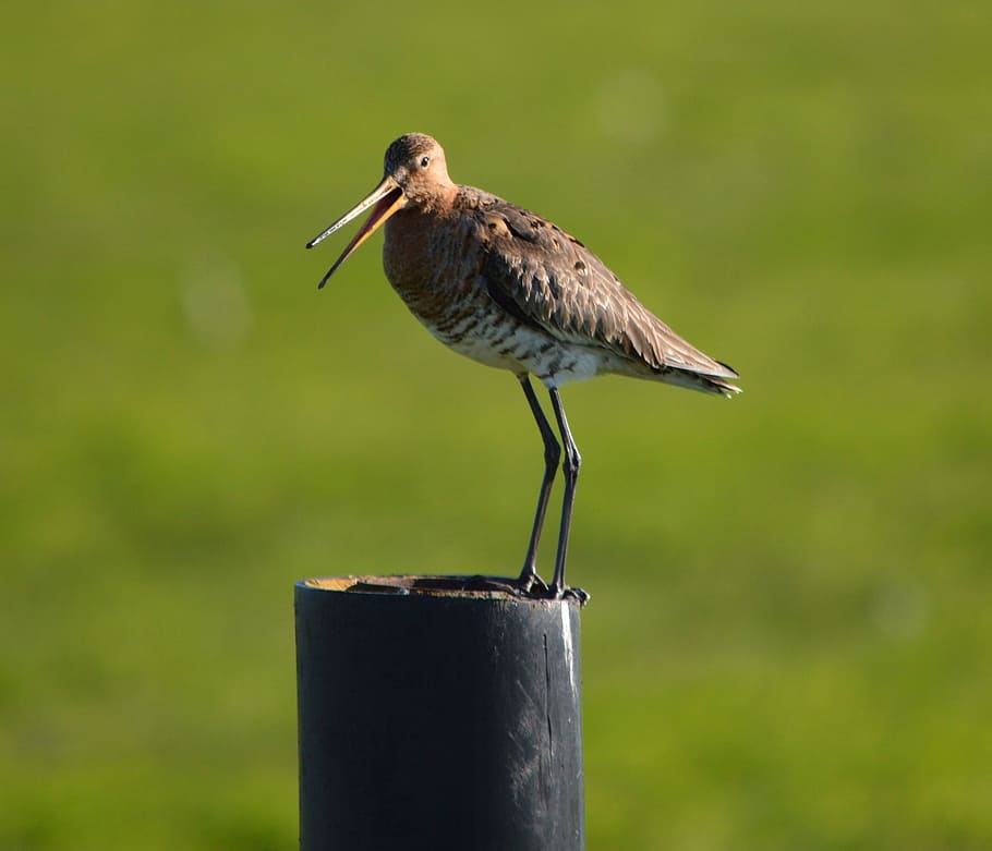 godwit, bird, spring, nature, animal, holland, fly, one animal HD wallpaper