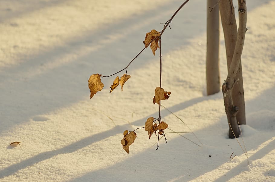 winter, tree, nature, landscape, park, forest, trees, cold temperature HD wallpaper
