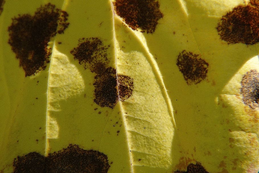 Yellow, Dotted, Leaf, Autumn, Fall, nature, colorful, macro HD wallpaper