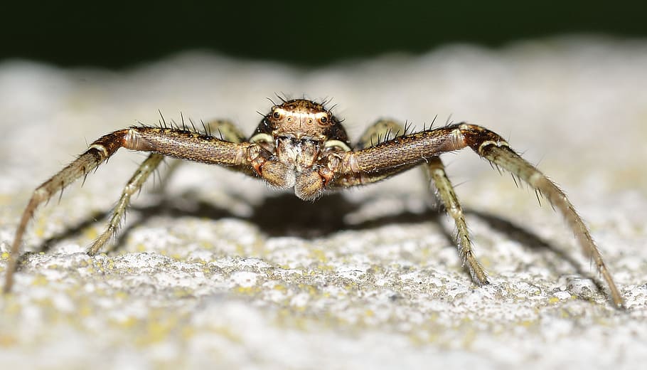 nature, arachnida, spider, animal themes, animal wildlife, invertebrate HD wallpaper
