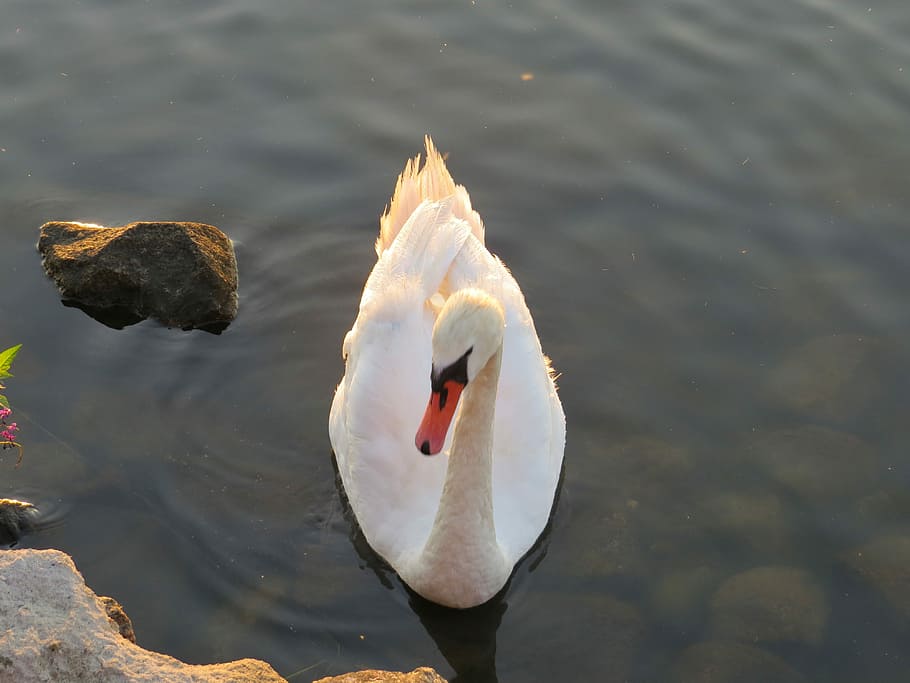 Swan, Bird, Water, animals in the wild, lake, animal themes HD wallpaper