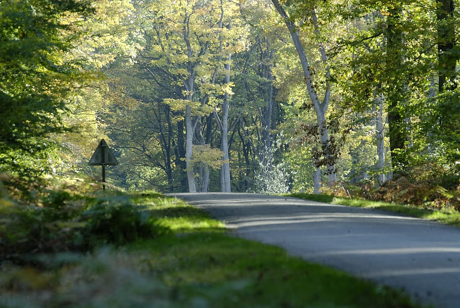 forest, road, nature, tree, plant, growth, day, sunlight, green color HD wallpaper
