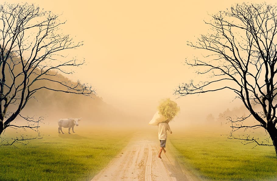grass-seekers, forest, pasture, animal themes, mammal, tree HD wallpaper