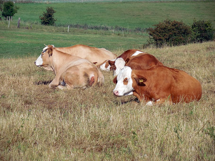 Cows, Cattle, Animals, Graze, Pasture, cattle breeding, livestock HD wallpaper