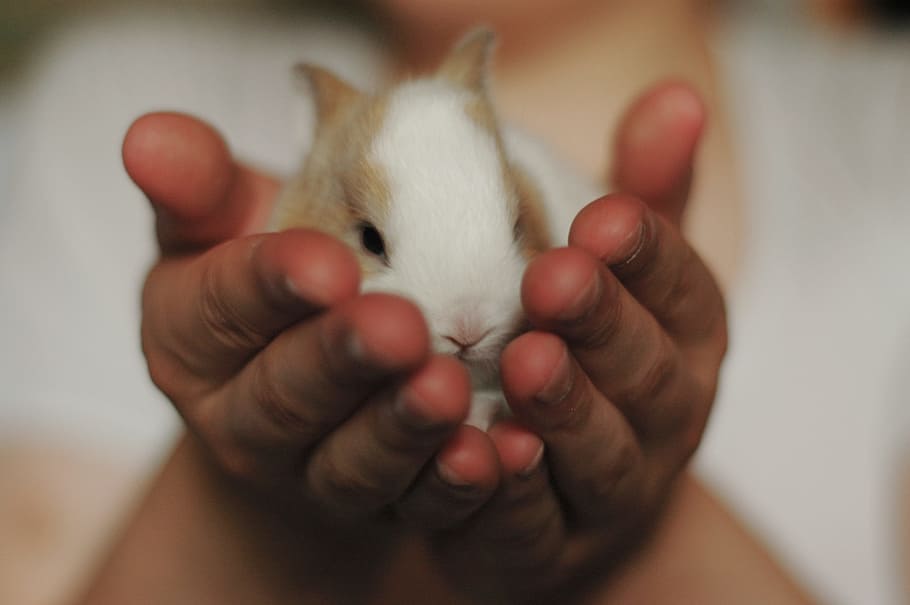 selective focus photography of person holding hamster, rabbit, HD wallpaper