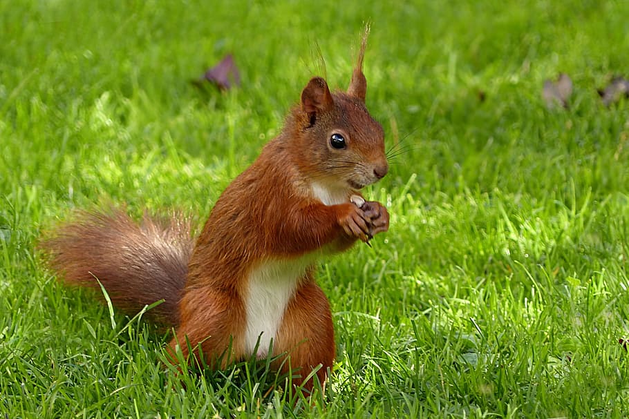 brown squirrel in green open field duringdaytime, animal, mammal