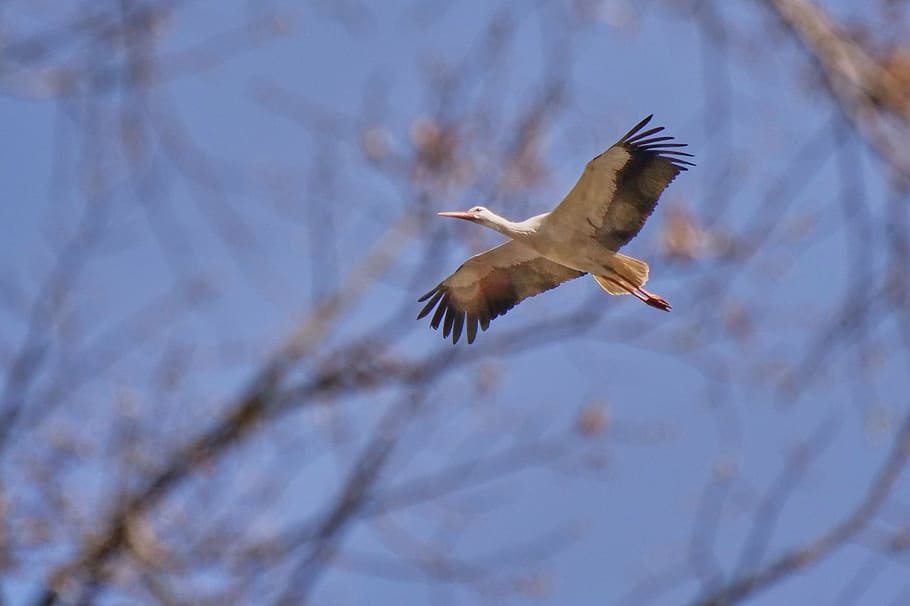 stork, children, good, sky, fly, bird, white, sea, lake, bill HD wallpaper