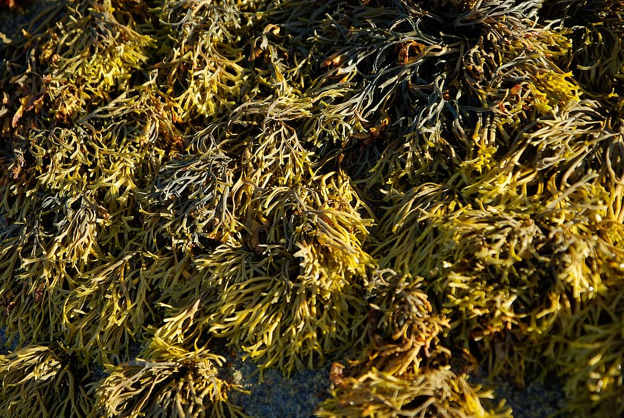 algae, rocks, water plants, full frame, no people, close-up HD wallpaper