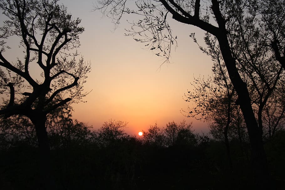 sunset, at dusk, evening, tree, silhouette, sky, plant, beauty in nature HD wallpaper