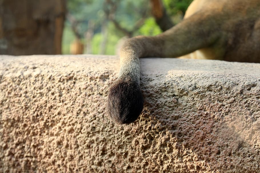 lion tail, sitting, hair, animal, body, one animal, animal themes HD wallpaper
