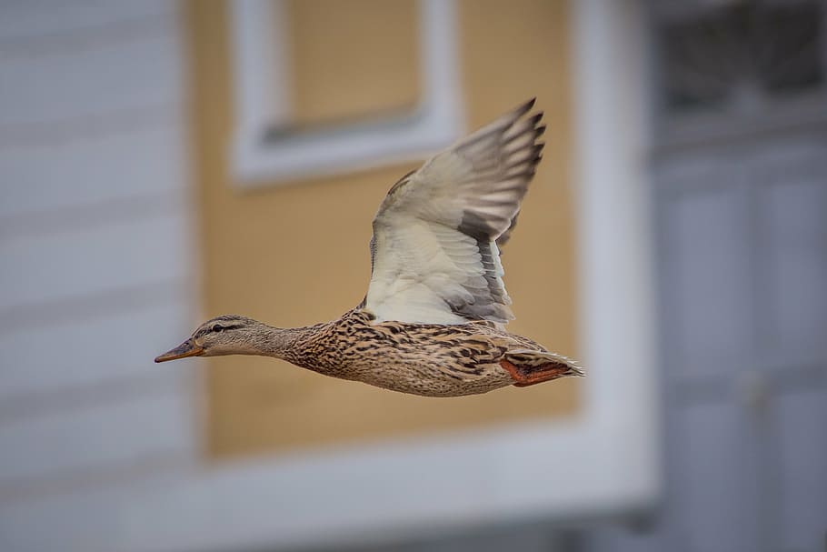 closeup photo of brown flying duck, ducks, mallards, landscape HD wallpaper