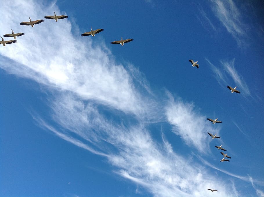Pelicans, Flying, Sky, Blue, airshow, airplane, air vehicle HD wallpaper