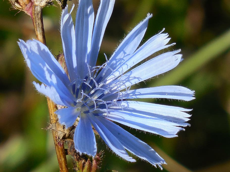 bachelor, button, wildflower, plant, floral, blossom, blue HD wallpaper
