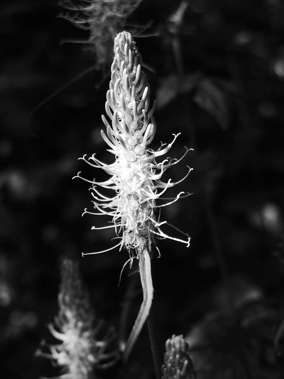 plant, light, nature, shadow, forest, mood, grow, growth, focus on foreground HD wallpaper