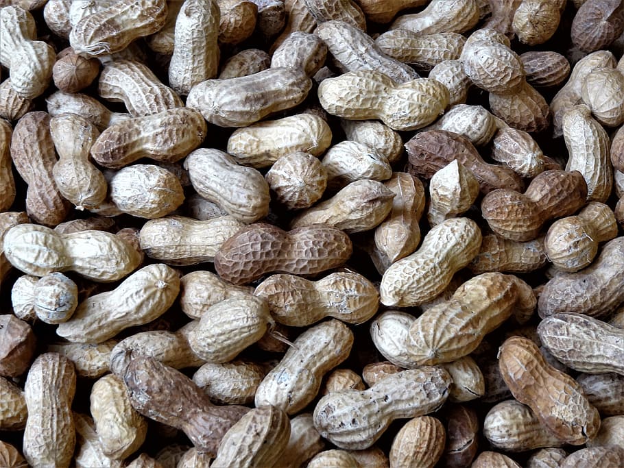 Nuts, Legume, Shell, Edibles, food and drink, full frame, backgrounds HD wallpaper