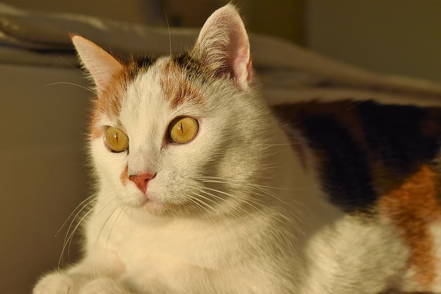 cat, white, animal, creature, pet, white cat, mieze, adidas HD wallpaper