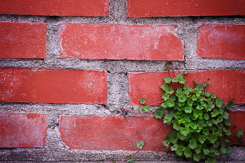 green leaf plant in red concrete wall, brick, wall - Building Feature HD wallpaper