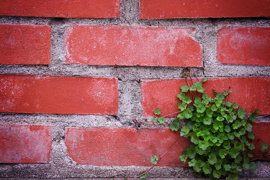 green leaf plant in red concrete wall, brick, wall - Building Feature HD wallpaper