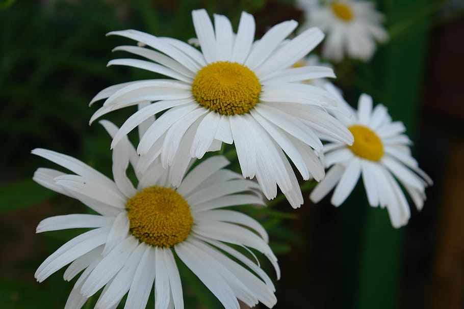 flower, daisy, close-up, white, summer, nature, flowering plant HD wallpaper