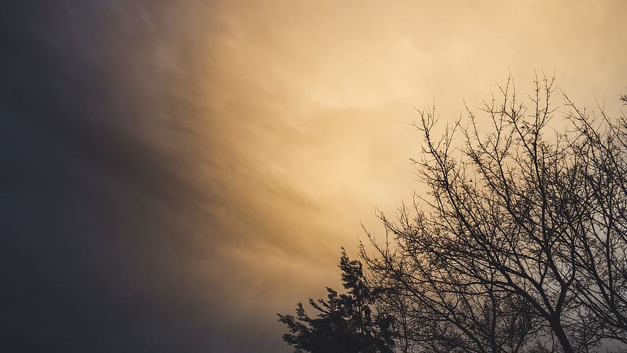 Bare Tree, backlit, clouds, colors, dark, dusk, low angle photography HD wallpaper
